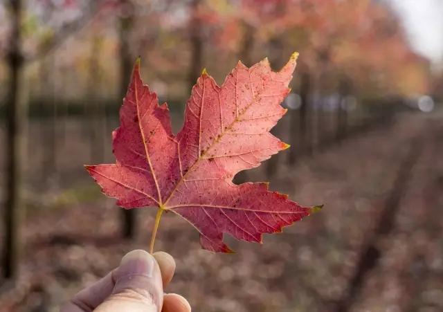 農房還能這樣改造，看80后女孩的農村自建房日記